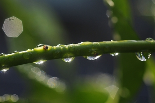 植物に滴る雨
