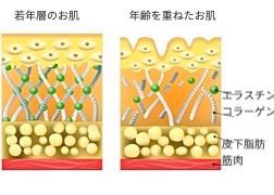 コラーゲン,エラスチン